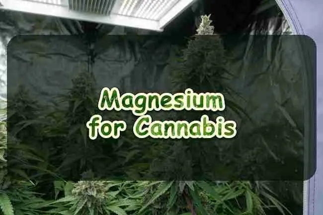 Magnesium for Growing Cannabis