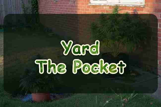 Cannabis in a fabric pot against a brick wall and another pot in a shaded wet corner