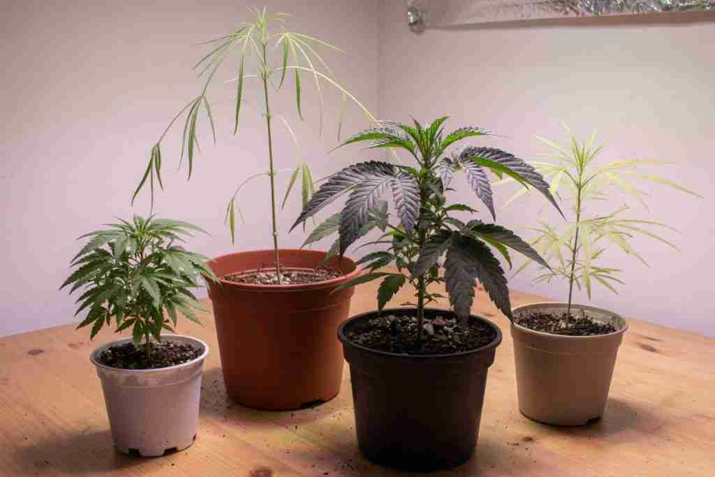 Four young cannabis plants that do not match each other