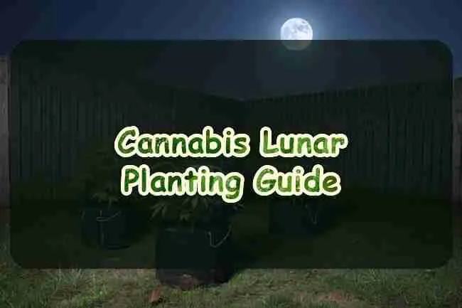 Four potted cannabis plants in a fenced backyard under a full moon