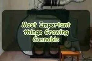 Most Important things Growing Cannabis