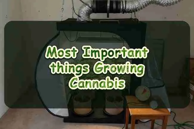 Most Important things Growing Cannabis