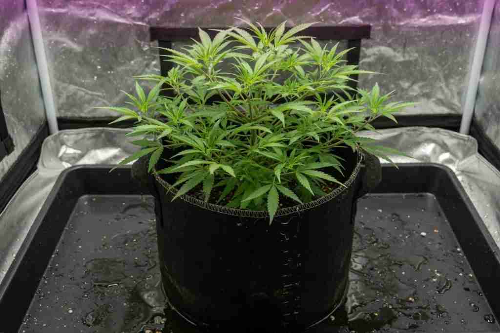 A short, wide cannabis plant growing in a fabric pot on a tray