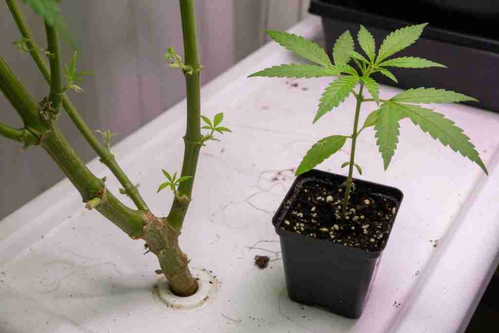 An older cannabis stalk beside a young plant grown on from a cutting