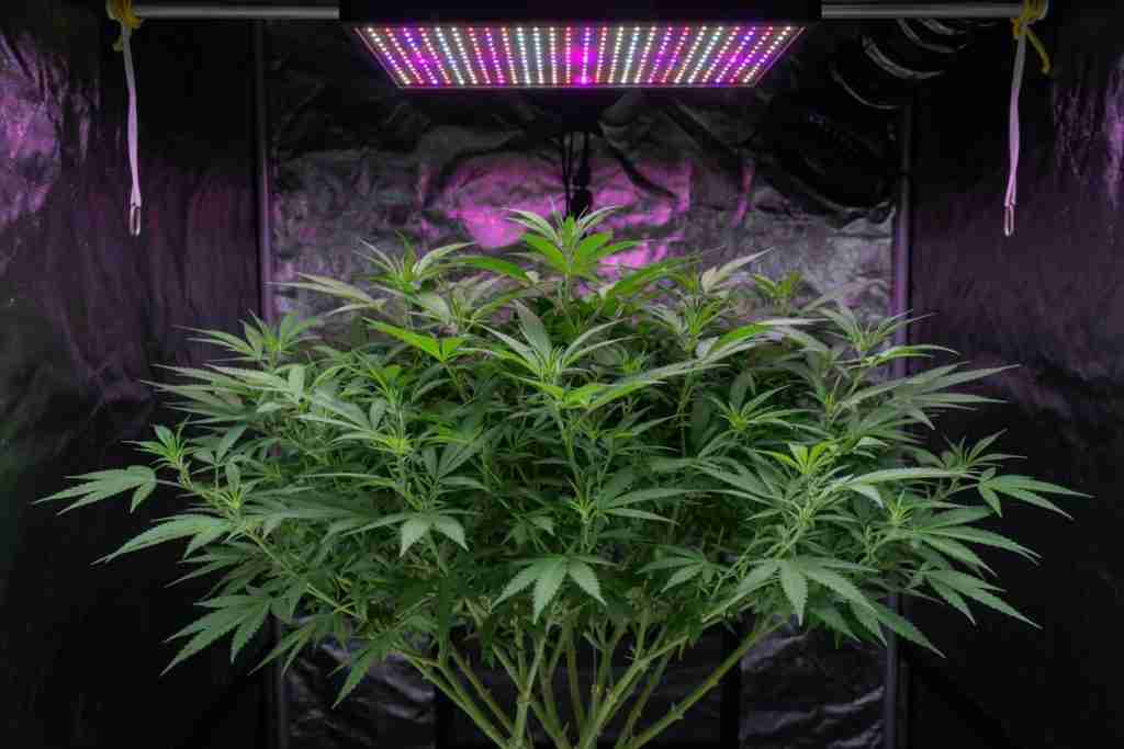A bushy cannabis plant kept in vegetative growth under an LED panel