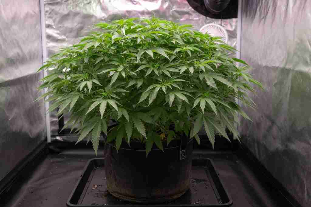 One bushy cannabis plant in a fabric pot