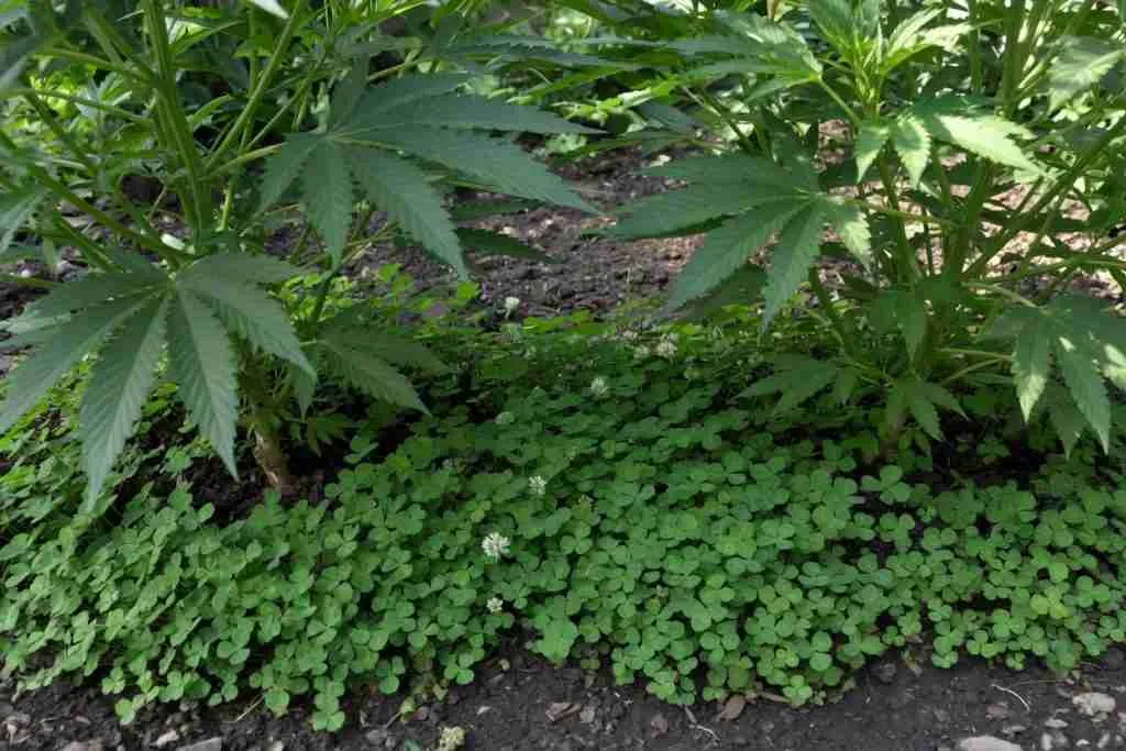 Low clover growing between outdoor cannabis plants