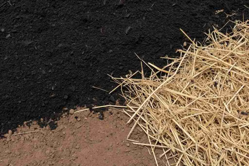 A thin layer of dark compost beside a thicker layer of straw