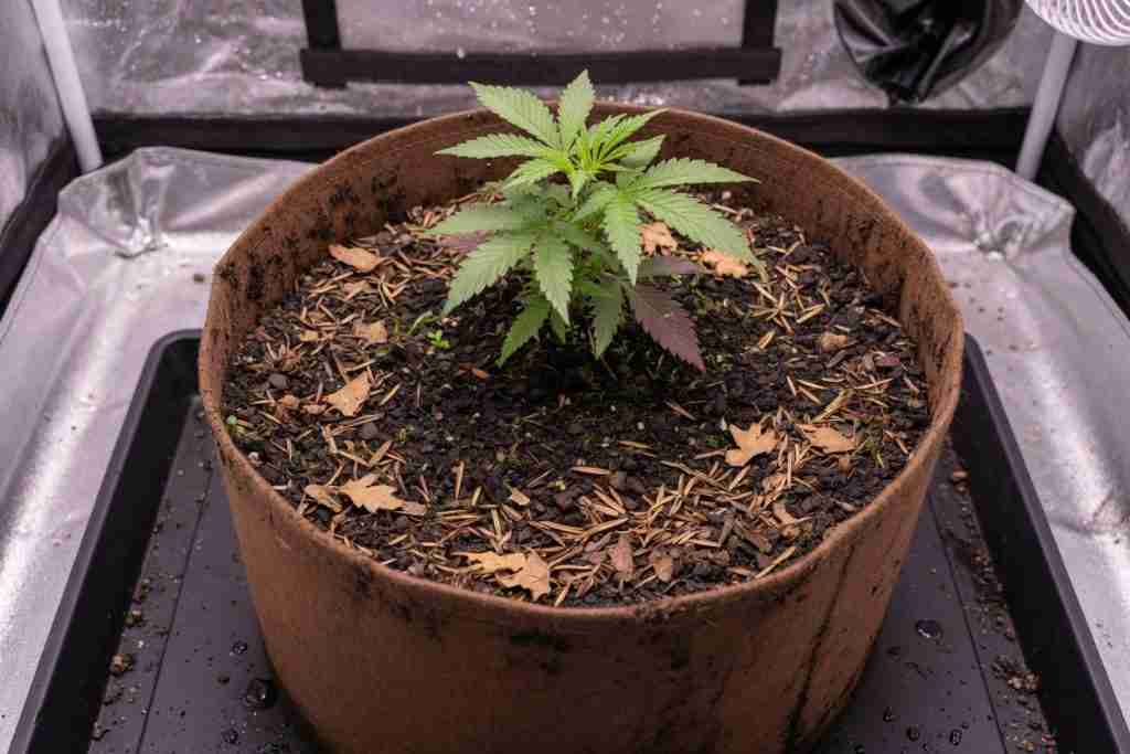 A young cannabis plant in a large pot of dark soil