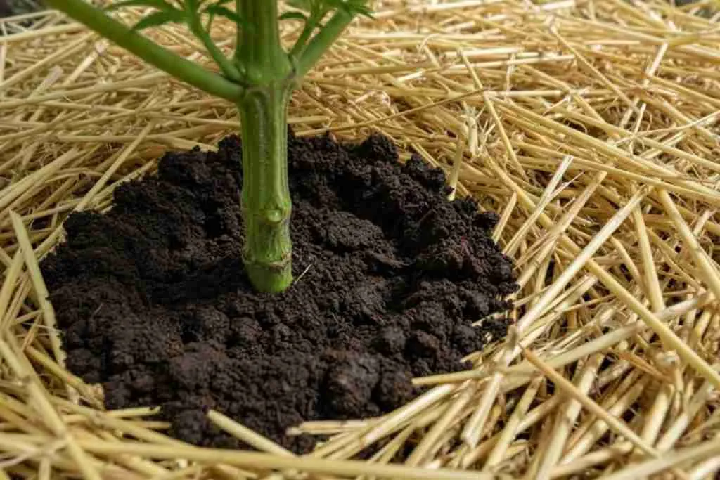 Straw mulch around an outdoor cannabis plant with bare soil at the stem