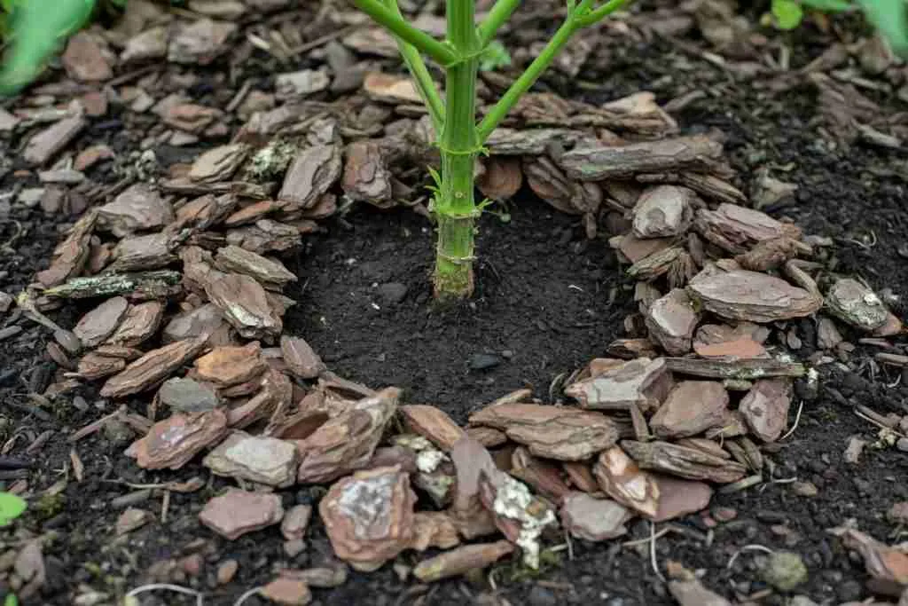 Wood chips near a cannabis stem with bare soil at the base
