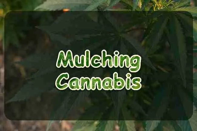 Mulching Cannabis Plants