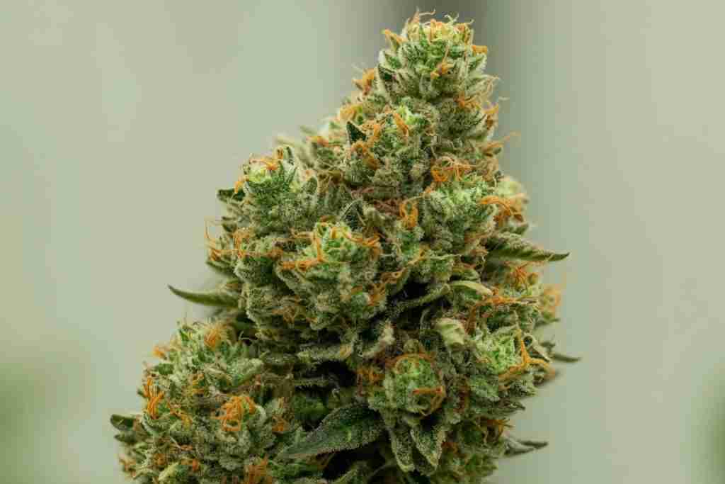 A frosty cannabis flower