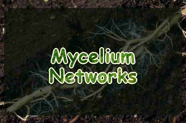 Roots and fine white threads in broken soil