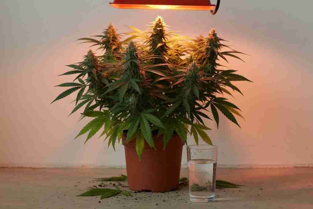 A flowering cannabis plant under a lamp beside a glass of water