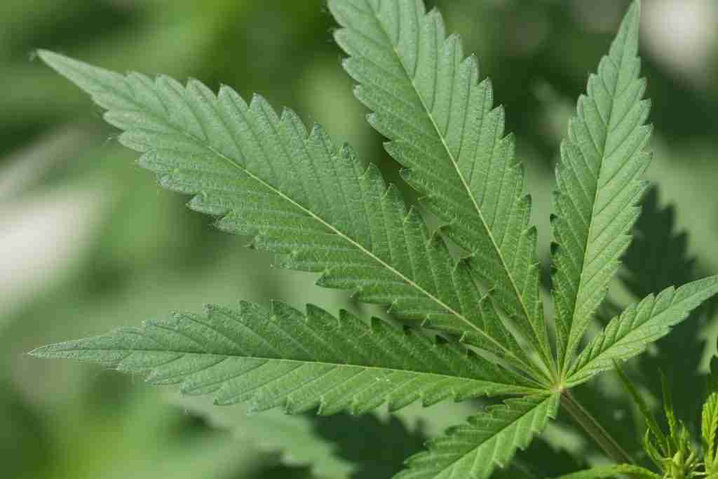 A green cannabis fan leaf