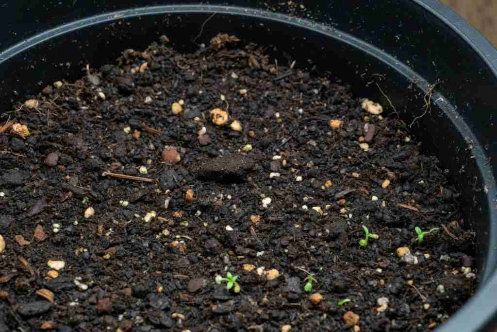 Dark moist soil in a plant pot