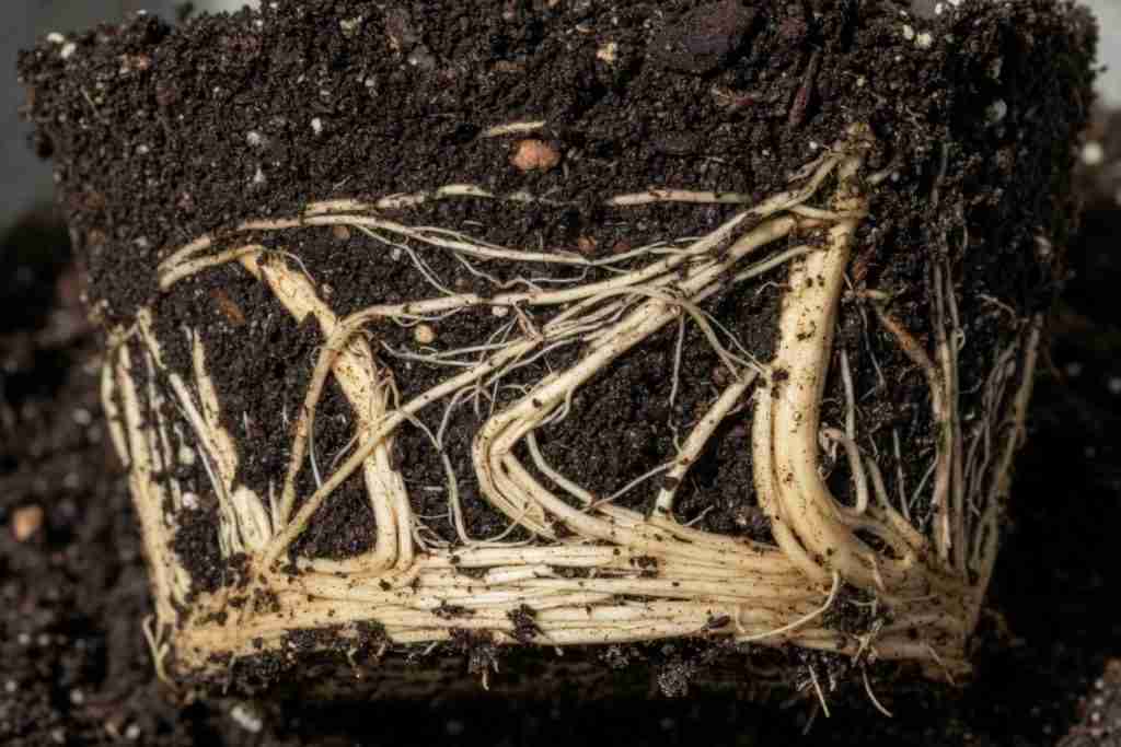 A cross section of cannabis roots in dark soil