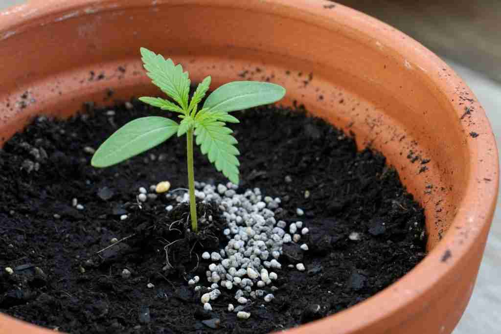 A cannabis seedling in a pot of dark soil