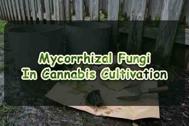 Mycorrhizal fungi in cannabis cultivation