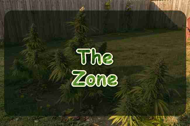 Flowering cannabis plants in a backyard garden