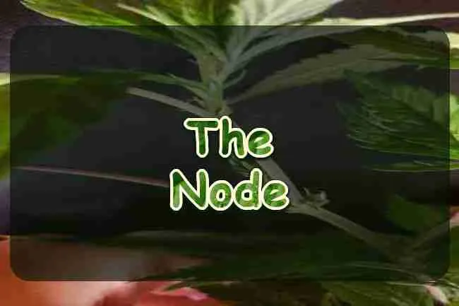 A close view of a cannabis stem joint