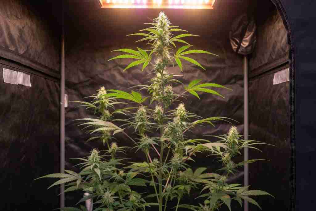 A cannabis plant adding height in early flower