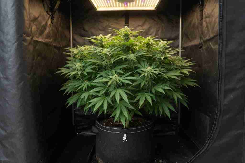 One cannabis plant filling a small tent