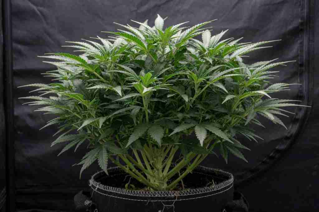 A compact cannabis plant with stacked joints