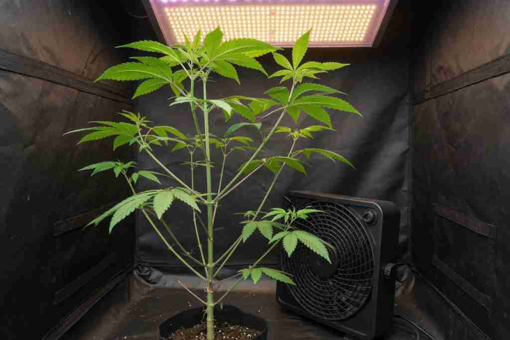A cannabis plant growing under a warm lamp