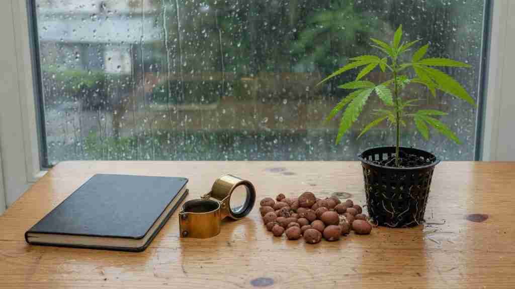 Notebook, jeweler loupe, clay pebbles, and a young cannabis plant on a wooden table by a rainy window