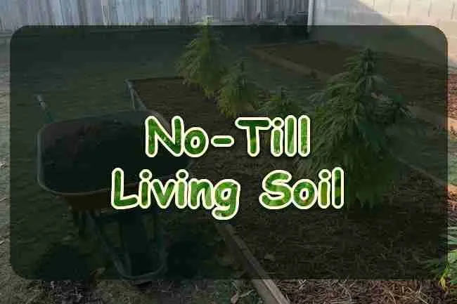 No-Till Living Soil Cannabis Growing