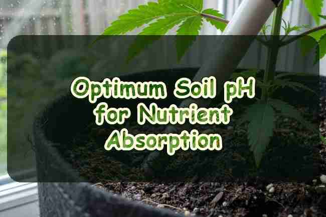 Optimum soil pH for nutrient absorption