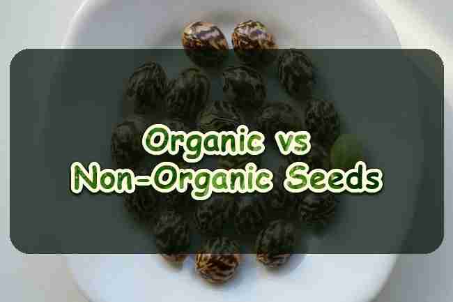 Organic vs. Non-Organic Cannabis Seeds