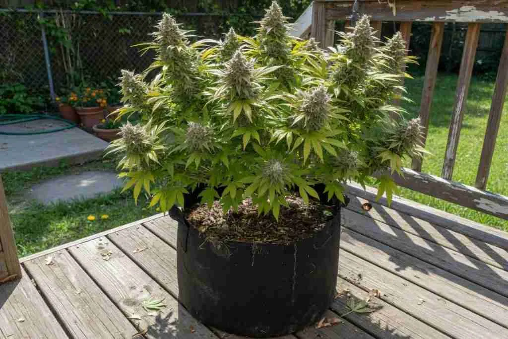 Flowering cannabis plant in a fabric pot on a backyard deck in full sun