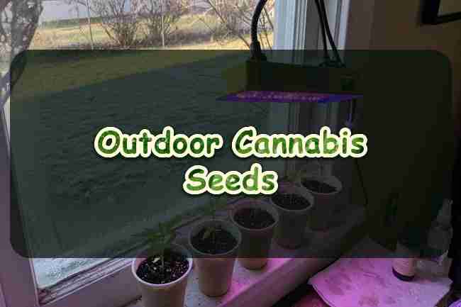 Outdoor Cannabis Seeds