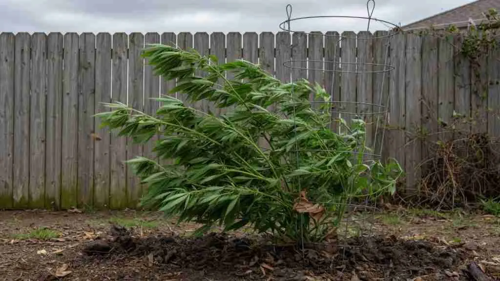 Outdoor cannabis plant blowing in the wind beside a tomato cage