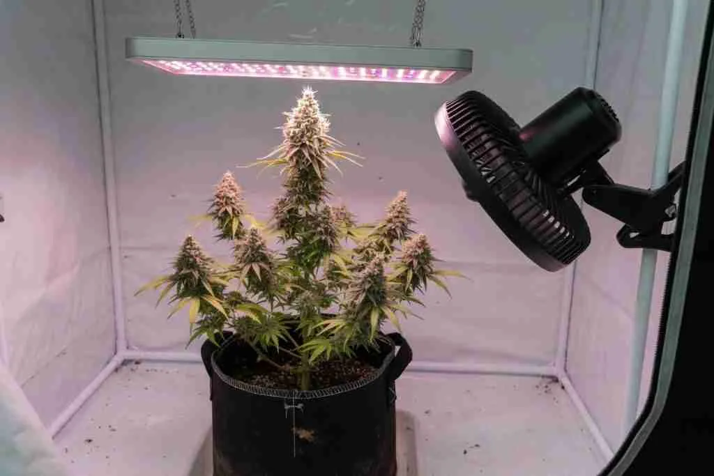 A flowering cannabis plant under a close LED with a clip fan