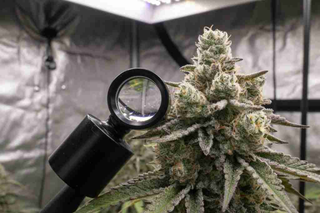 A jeweler loupe beside a cannabis cola