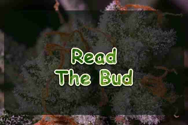 A close frosty cannabis cola