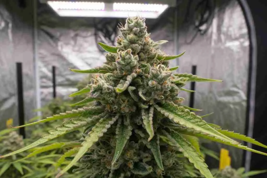 Sugar leaves around a cannabis cola