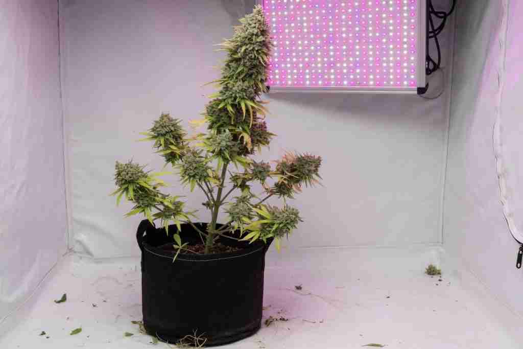 A tall flowering cannabis plant with a top cola and lower buds