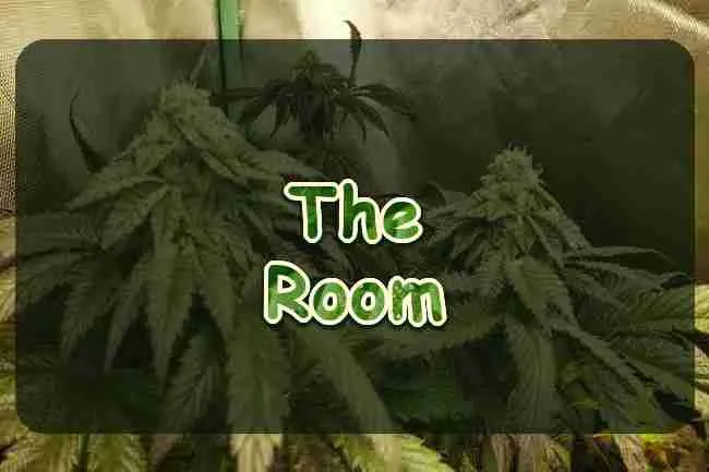 Flowering cannabis tops inside a grow tent