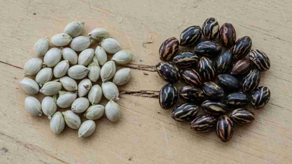 Pale unfinished cannabis seeds beside dark mature tiger-stripe seeds on wood