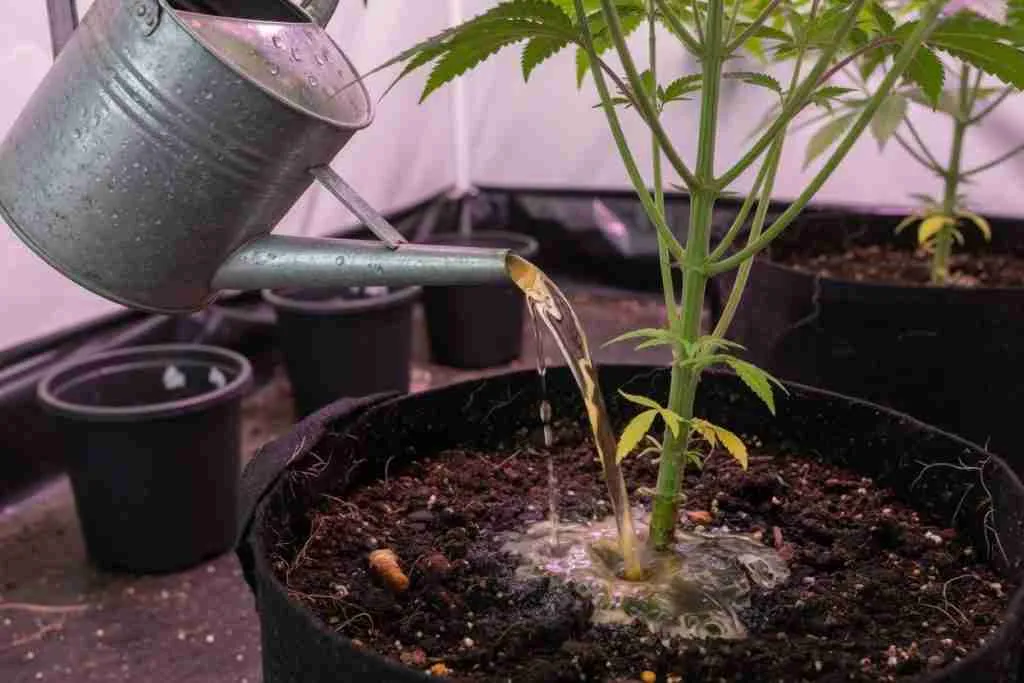 A watering can of pale tea at the base of a cannabis plant