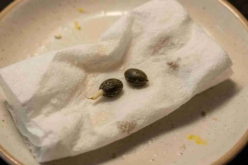 Paper towel germination test with one cannabis seed showing a taproot