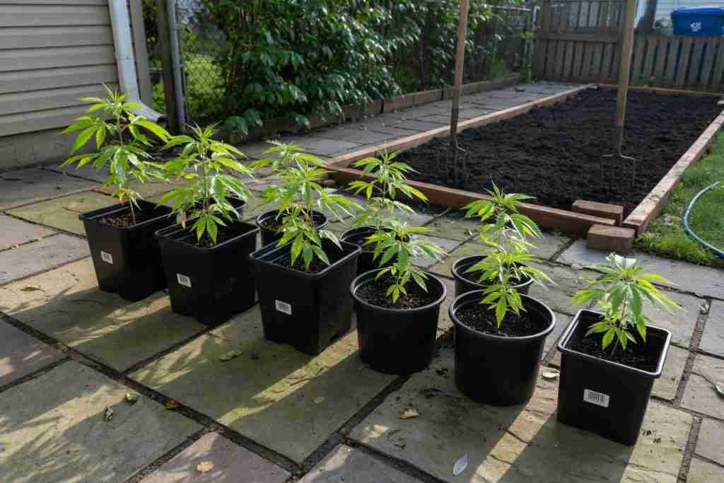 Young cannabis in pots beside a prepared garden bed