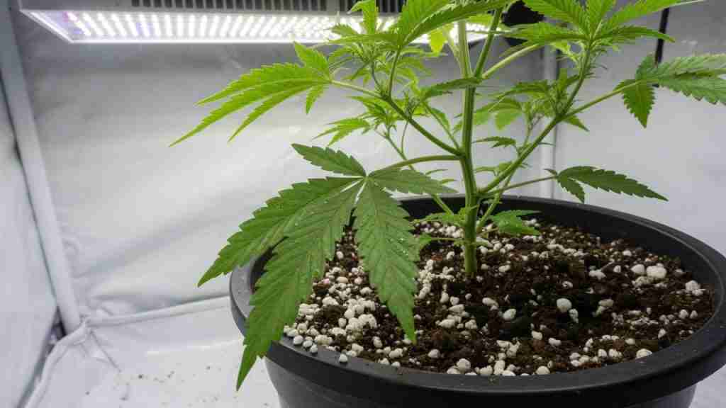 Vegetative cannabis plant in a black pot of dark peat-perlite soilless mix under a white LED in a grow tent