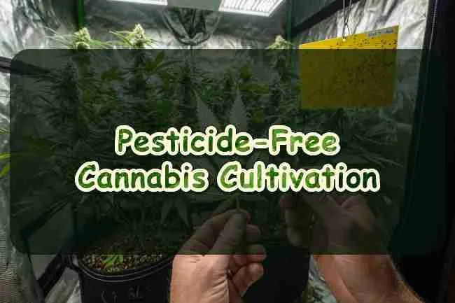 Pesticide-Free Cannabis Cultivation