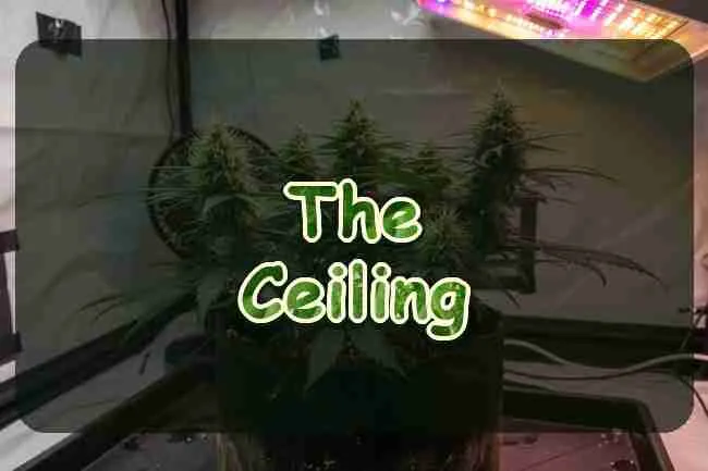 A flowering cannabis plant in a fabric pot